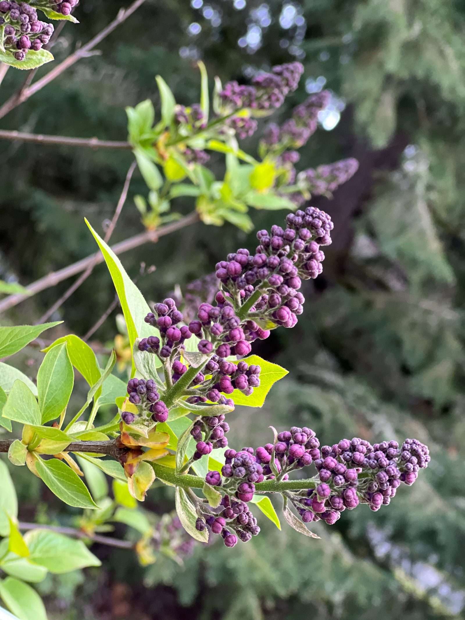 Lilac