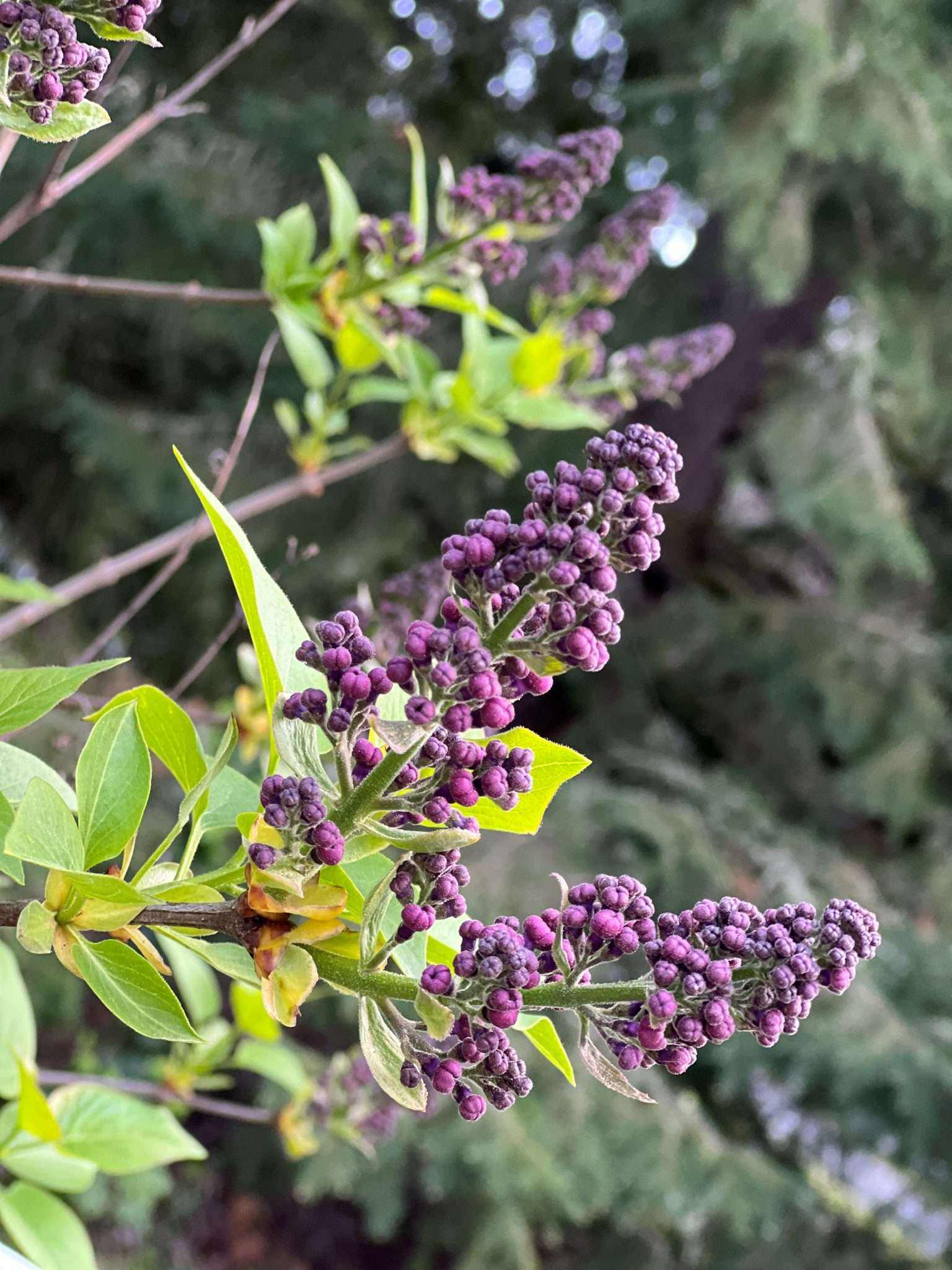 Lilac